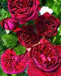 Роза английская Фальстаф пурпурная (саженец класса АА+) высший сорт