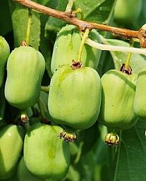 Мини-киви темно-зеленая "Изобильная" (актинидия, раннего срока созревания, женский цветок) (контейнер Р7)