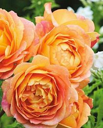 Роза английская Пегас нежно-абрикосовая (саженец класса АА+) высший сорт