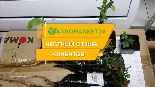 Отзывы о магазине агромаркет 24. АГРОМАРКЕТ 24 саженцы. АГРОМАРКЕТ 24 саженцы каталог. АГРОМАРКЕТ саженцы интернет магазин. АГРОМАРКЕТ 24 интернет магазин семена и саженцы.