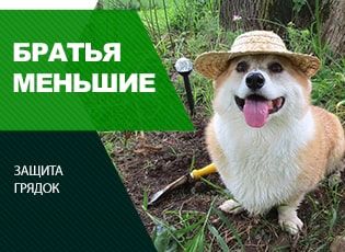 Защита клумбы от животных