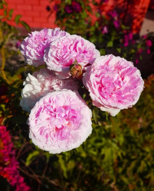Роза английская бело-розовая "Остин Росалинд" (саженец класса АА+) высший сорт фото-3
