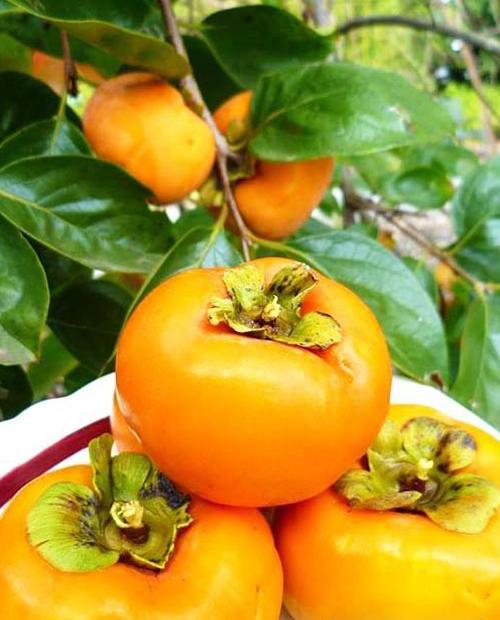 Хурма Яблочная оранжевая (поздний срок созревания, на морозостойком подвое) фото-0