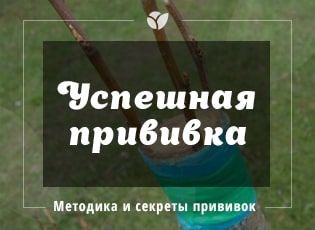 Прививка деревьев весной: как сделать правильно