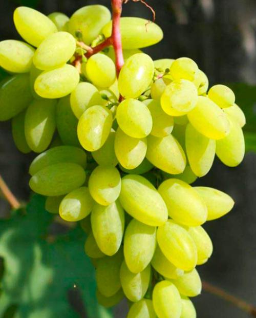 Виноград зеленый "Тимур" (столовый сорт, ранний срок созревания) фото-3