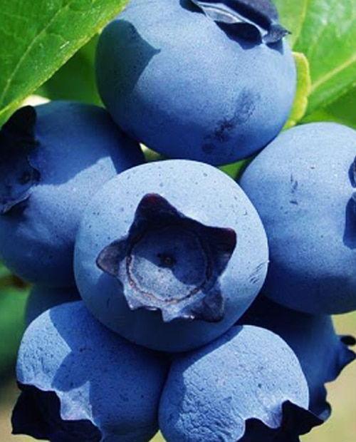 Голубика Юрковская темно-синяя (садовая черника)  (среднего срока созревания) (контейнер p9) фото-0