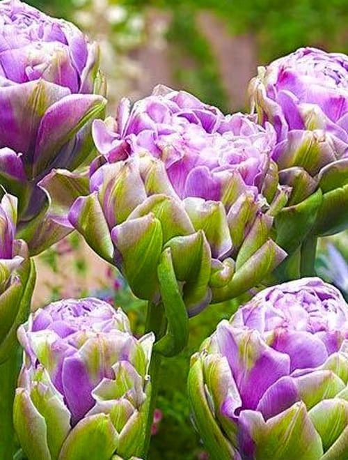 Тюльпан многоцветковый "Вайолет Прана" (Violet Prana) 3шт в упаковке (размер 12\+) фото-0