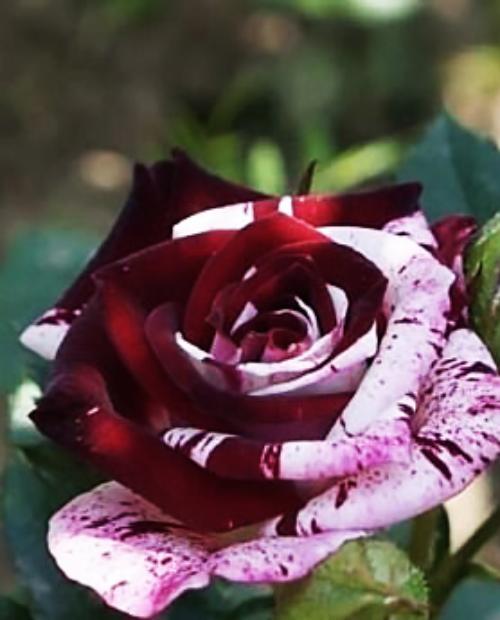 Роза спрей "Спарлинг-Бело-черный" (саженец класса АА+) высший сорт фото-2
