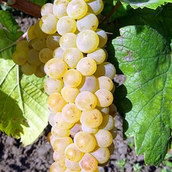 Виноград зеленовато-белый "Шардоне" (винный сорт, среднего срока созревания)