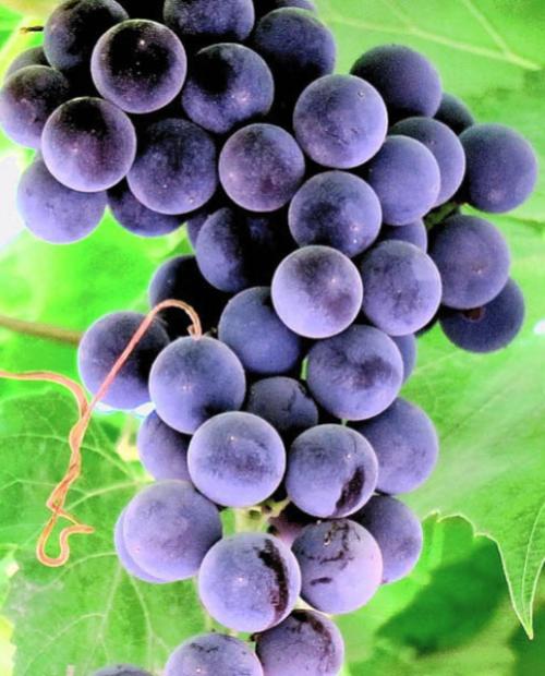 Виноград Августа ярко-синий (винный сорт, средний срок созревания) фото-1