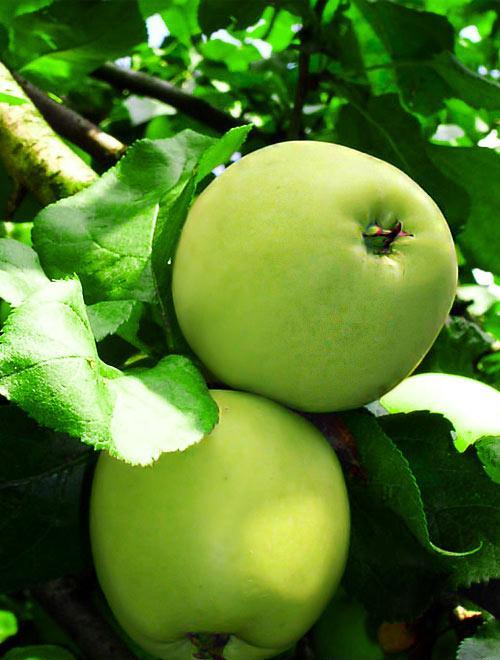 Эксклюзив! Яблоня светло-зеленая "Изумруд" (Emerald) (премиальный морозостойкий сорт)