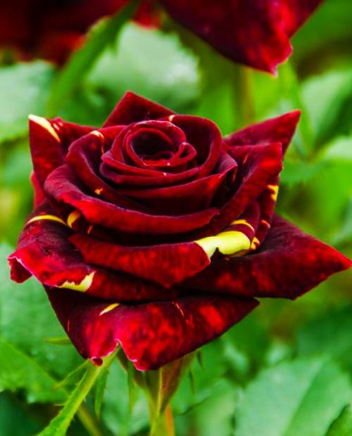 Роза чайно-гибридная Абра Кадабра многоцветная (саженец класса АА+) высший сорт фото-3