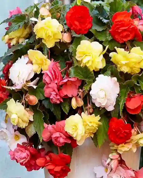 Бегония каскад Одороса Фрагрант микс (Odoros Cascade Fragrant Mix) 1шт в упаковке фото-2