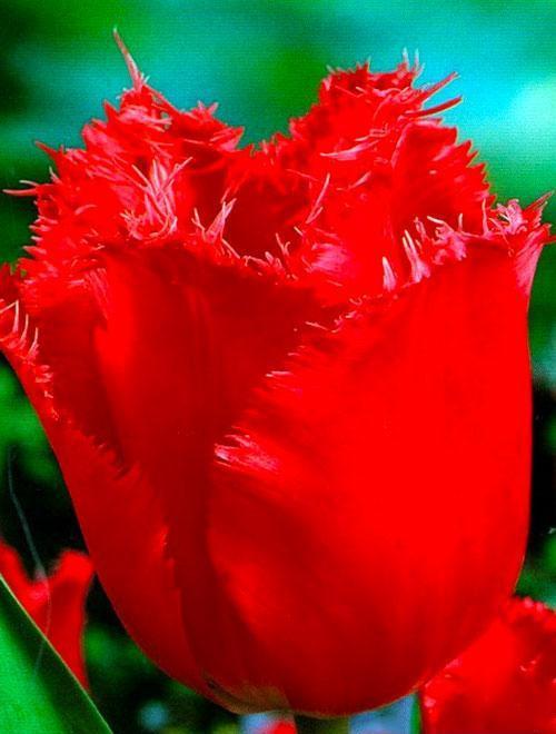Тюльпан "Red Wing" фото-0