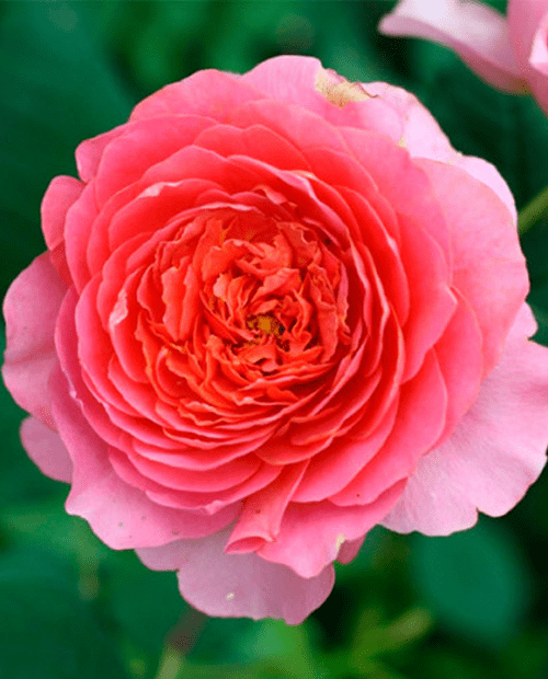 Роза шраб Амндин Шанель (корневая окс) 1 год фото-0