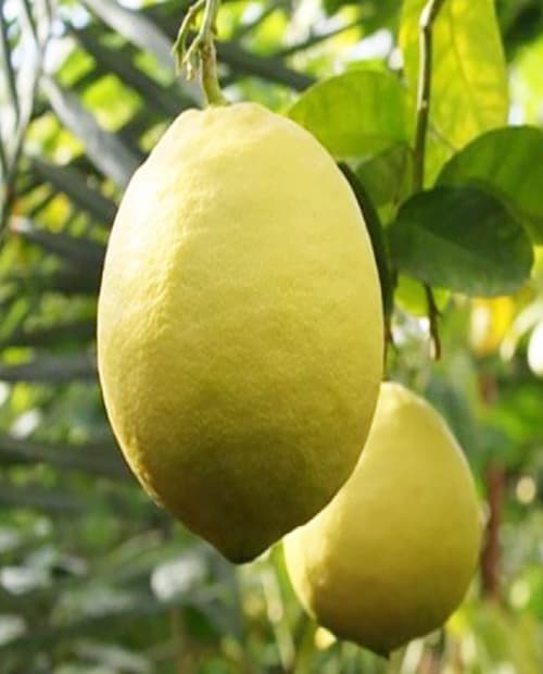 Лимон "Юбилейный" (крупноплодный сорт) (корневая окс) фото-3