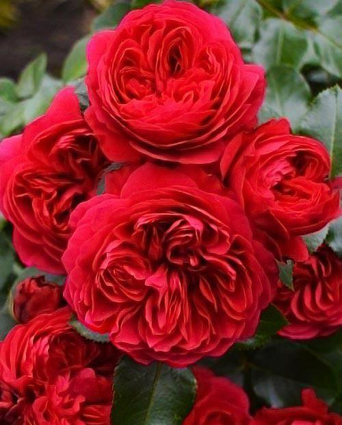 Роза флорибунда красная "Ред Леонардо да Винчи" (саженец класса АА+) высший сорт фото-0