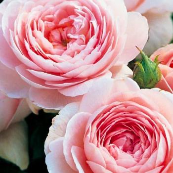 Роза английская светло-розовая "Виктория" (саженец класса АА+) высший сорт 