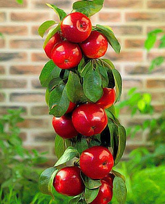 Яблоня колоновидная Червонец красная (средний срок созревания) (корневая окс)