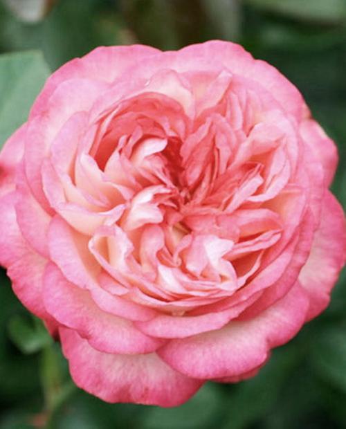 Роза английская розовая "Антик" (Antike) (саженец класса АА+) высший сорт фото-1