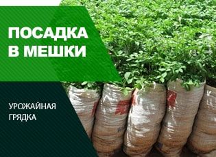 Как вырастить картофель в мешках