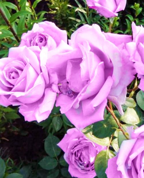 Роза чайно-гибридная лилово-сиреневая "Си-си" (саженец класса АА+) высший сорт фото-2