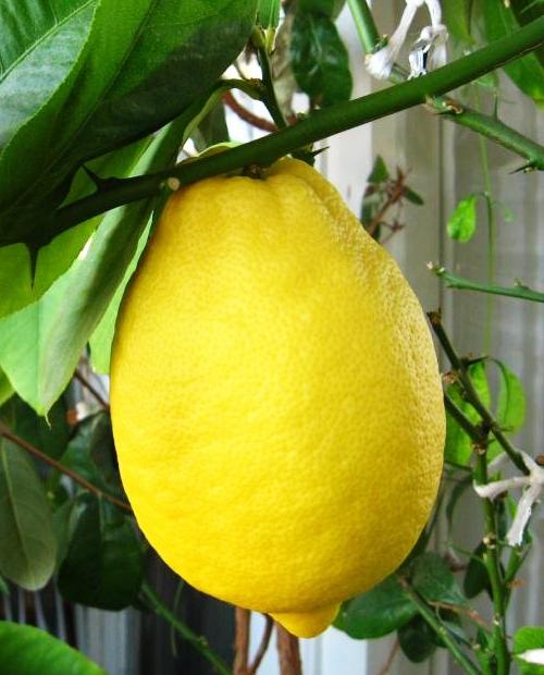Лимон "Новогрузинский" (ремонтантный сорт, плодоносит 2-3 раза в год) фото-2