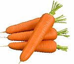 Морковь для Сибири