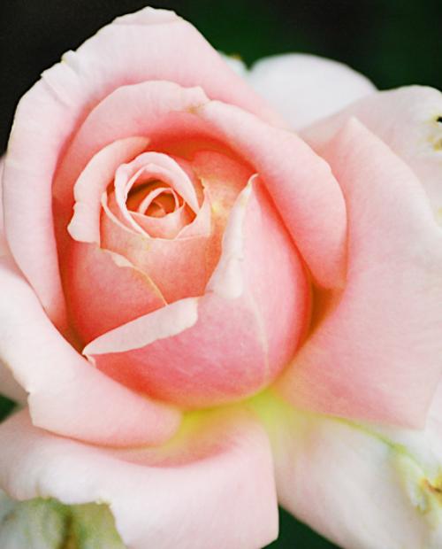 Роза парковая нежно-розовая "Фредерик Мистраль" (саженец класса АА+) высший сорт фото-3