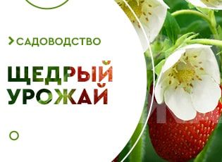 Суперфосфат для клубники