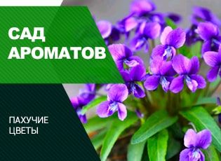 Пахучие цветы: сад ароматов