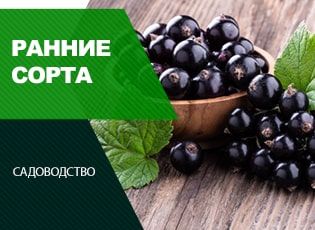 Ранние сорта смородины