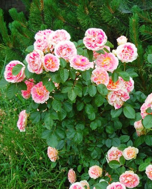 Роза шраб розово-белая "Цезарь" (саженец класса АА+) высший сорт фото-2