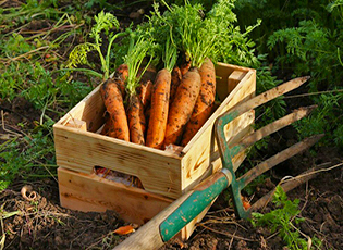 Когда и как собрать морковь: правильный подход к уборке урожая