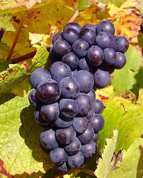 Виноград Нуаре синий (винный сорт, средний срок созревания) (корневая окс) фото-3