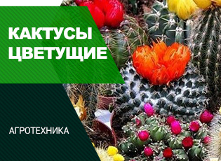 Самые популярные виды домашних кактусов