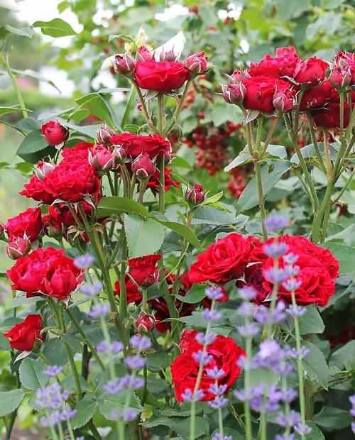 Роза спрей Таманго красно-малиновая (саженец класса АА+) высший сорт фото-3