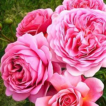 Роза шраб розовая "Принцесса Александра" (саженец класса АА+) высший сорт