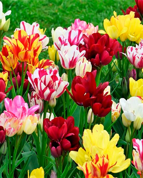 Тюльпан Микс (Multiflowering Mix) многоцветковый 3шт в упаковке (размер 11\12) фото-1