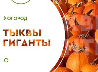 Сорта крупноплодной тыквы