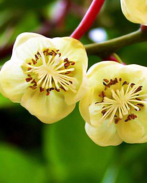 Мини-киви "Опылитель" (актинидия, ранний срок созревания, мужской цветок) фото-