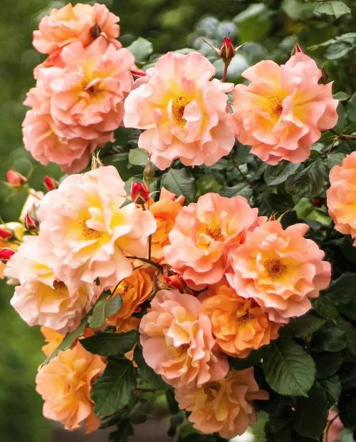 Роза плетистая оранжево-розовая "Полная Луна" (саженец класса АА+) высший сорт  фото-1