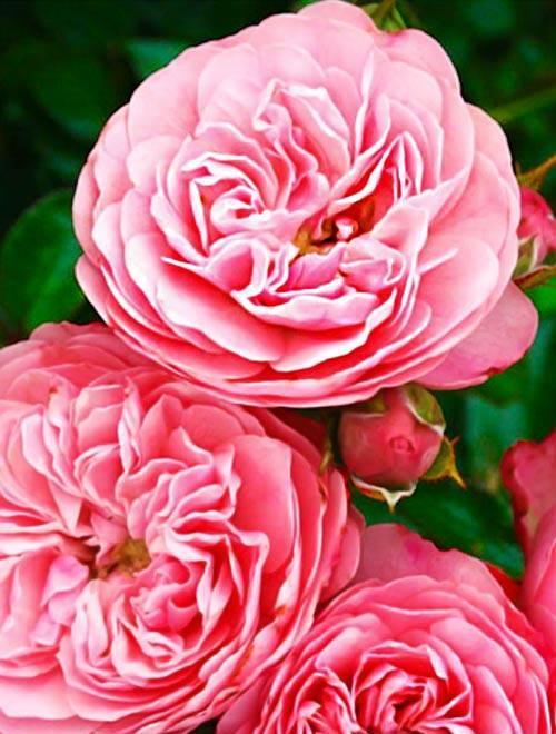 Эксклюзив! Роза шраб розовая "Райский жемчуг" (Paradise pearl) (премиальный морозостойкий сорт) фото-