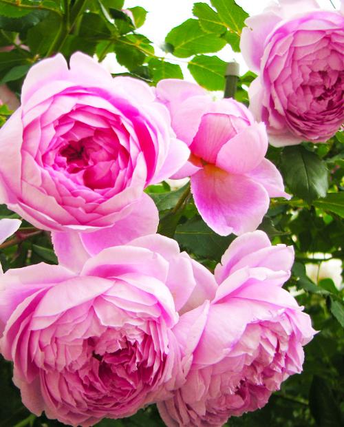 Роза английская розовая "Алан Тичмарш" (саженец класса АА+) высший сорт фото-2