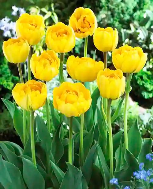 Тюльпан махровый поздний "Йеллоу Помпонет" (Yellow Pompenette) 3шт в упаковке (размер 11/12) фото-3