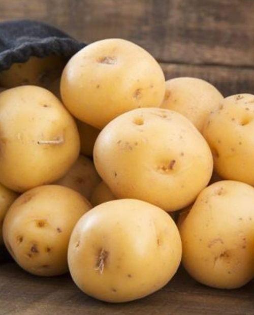 Семенной картофель Вега – купить в интернет-магазине Агро-Маркет24