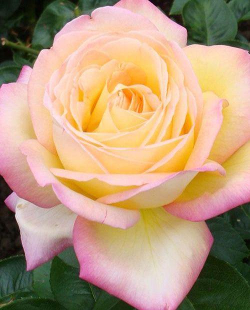 Роза чайно-гибридная золотисто-желтые с красным краем "Глория Деи" (саженец класса АА+) высший сорт