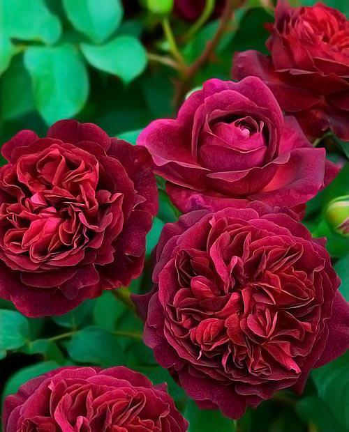 Роза английская Манстед Вуд алая (саженец класса АА+) высший сорт фото-0