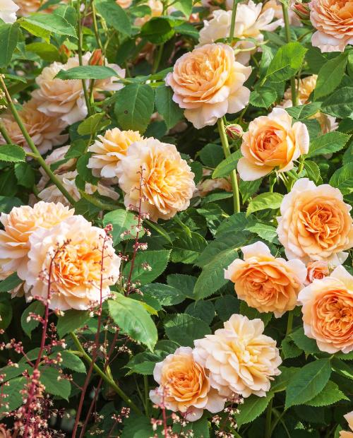 Роза парковая кремово-желтая "Грейс" (саженец класса АА+) высший сорт фото-3