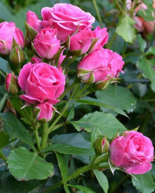 Роза спрей розовая "Лавли Лидия" (Lovely Lidia) (саженец класса АА+) высший сорт фото-3